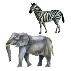 Watercolor illustration, set. African tropical animals hand-drawn in watercolor. Zebra, elephant.