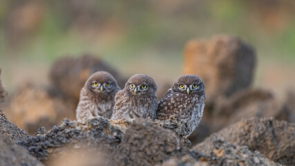 Three young little owl Athena noctua in the wild