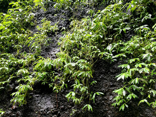 Ivy plant on the surface of mountain at Madakaripura waterfall in the area of Bromo Tengger Semeru National Park. It’s the biggest waterfall in East Java Probolinggo Indonesia