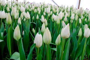The tulip plantation is grown for the holiday of March 8, wholesale supplies for retail stores. Breeding of new varieties of tulips.