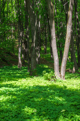 Mystical green forest in the national park.