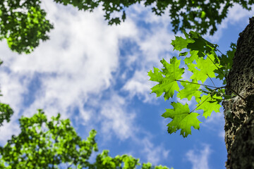 Fototapeta premium Bright maple leaves on a tree trunk against a bright blue sky.