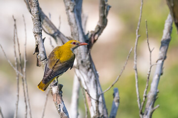 Fototapeta premium Eurasian Golden Oriole Oriolus oriolus. In the wild