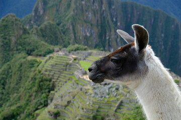 Fototapeta premium Peru Machu Picchu - Llamas of Machu Picchu