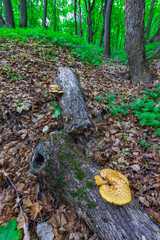 Tinder fungus on a log lying in a mystical forest.