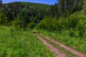 Fototapeta na wymiar Perspective of a dirt road going into the distance in the national park. Summer.