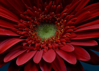 Gerbera