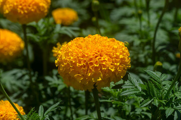 Close up American marigold, Aztec marigold, Big marigold flower in garden
