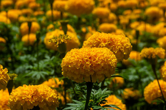 Close up American marigold, Aztec marigold, Big marigold flower in garden