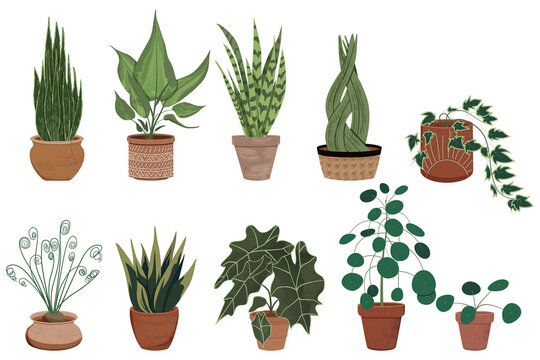 Vector collection of house plants in clay pots. Collection of different indoor plants with textured, detailed leaves in terracota pots. Sanseveria, snake plant, hedera (ivy). alocasia.
