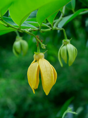 Close up fragrant flowers of climbing ylang-ylang on branch with blur background.