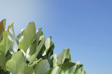 Tropical Leaves of Calathea lutea (Aubl.) G. Mey., Cigar Calathea Plant with Blue Sky Background