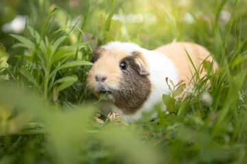 Fototapeta premium Meerschweinchen frisst Wiese