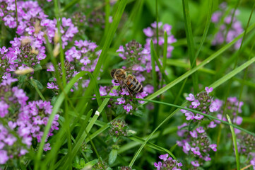 bee on thyme blossoms