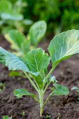 young cabbage in the garden