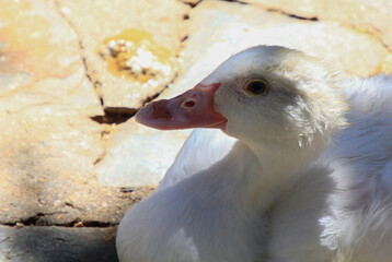 white duck head close-up
