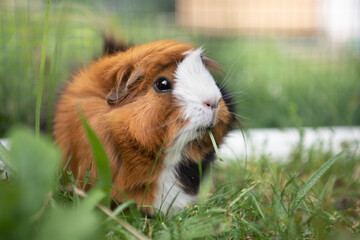 Buntes Meerschweu&iacute;nchen mit Grashalm