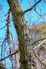 detail of dry tree in the field