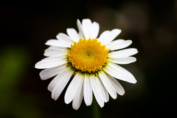 Obraz premium Blumen und Pflanzen im Wald Macrofotografie