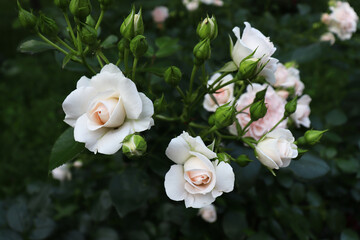 Delicate romantic white flowers on green branch