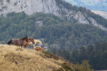 Fototapeta na wymiar Chevaux en semi-liberté dans les montagnes des Pyrénées en Ariège