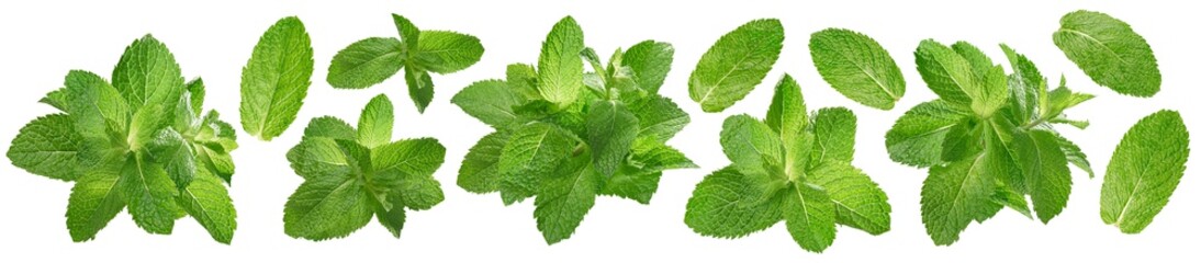 Fresh mint set isolated on white background. Bunches and leaves.