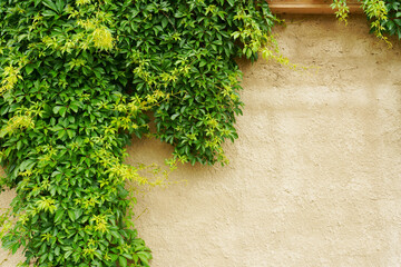 plant and wall close up
