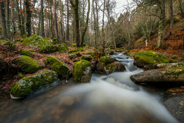 Fototapeta na wymiar Stream running through a European forest with moss covered stones and fallen leaves