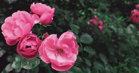 Obraz premium Beautiful garden with pink delicate flowers