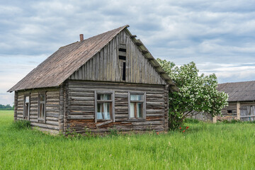 An old wooden house. Broken windows. House-by-house jasmine