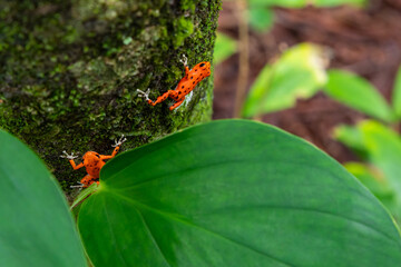 Red Frog in Panama. A red strawberry poison-dart frog at the Red Frog Beach, Bastimentos Island....