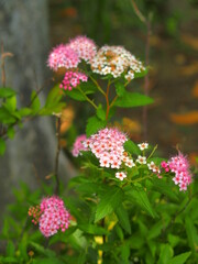初夏の公園に咲く下野の花