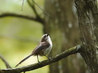 Obraz premium エナガ幼鳥のモデルポーズ
