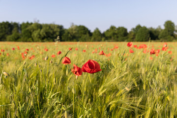 field of blooming wild poppies in cereal crops