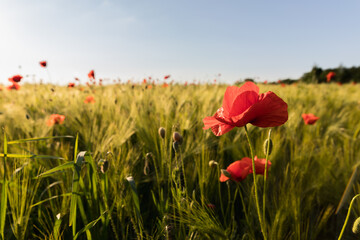 field of blooming wild poppies in grain crops, macro close-up