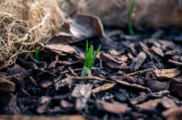 Small green plant