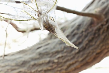 Caterpillars of Willow Ermine Moth on damaged trees. Selective focus 
