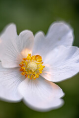 close up of a white flower