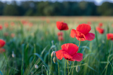 field of blooming wild poppies in grain crops, macro close-up