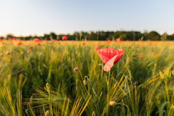 field of blooming wild poppies in grain crops, macro close-up