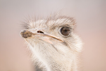 Ostrich head on bright background