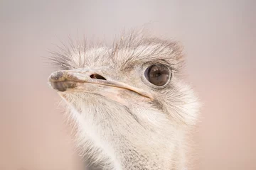 Gordijnen Ostrich head on bright background © Anna