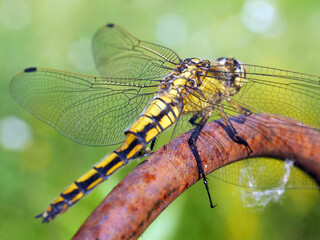 Libelle - Dragonfly