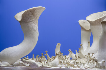 Pleurotus eryngii . king trumpet mushroom
