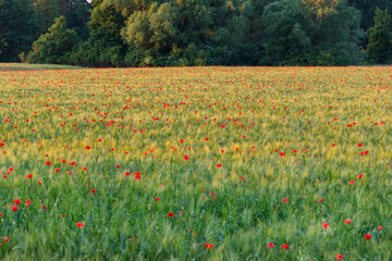 field of blooming wild poppies in cereal crops
