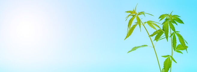 Cannabis plant on blue background banner Cannabis leafs flat lay. Marijuana plant banner.