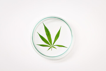 Marijuana cannabis leaf on a white background in a petri dish. Medicinal plant containing narcotic...