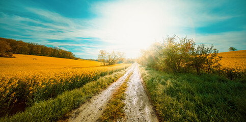 Panorama of agricultural rapeseed field with clouds. Canola is an oil crop for fuel production.