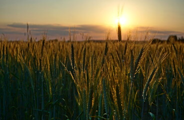 Corn field illuminated by evening sun at sunset - closeup view from inside of the field