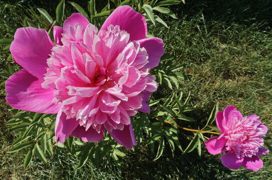 Top view of two blooming peony flowers in grass